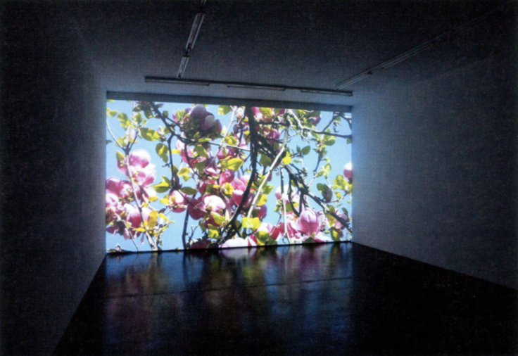 <p>Cédric Eisenring: <em>Magnolien</em>, 2011, HD-Video (1 min 12 sec)<br />Alle drei Werke in Zusammenarbeit mit Thomas Julier.</p>